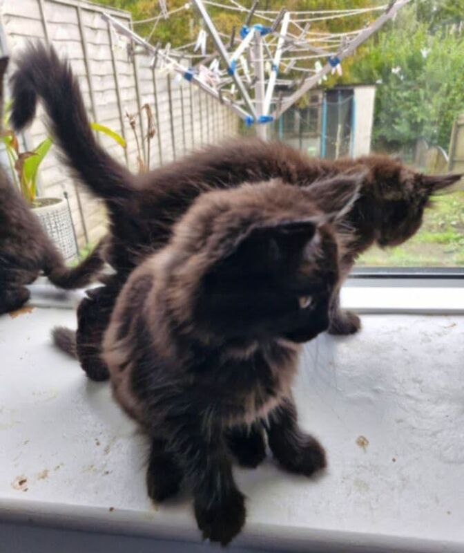 Maine Coon kittens for sale in Atherstone, Warwickshire – 8 weeks old - Image 4 of 5