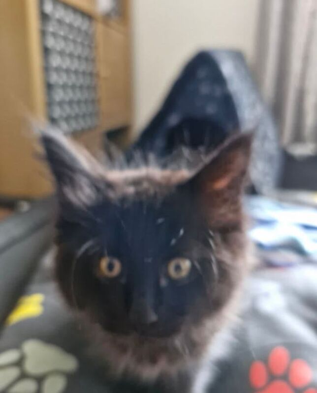 Maine Coon kittens for sale in Atherstone, Warwickshire – 8 weeks old - Image 5 of 5