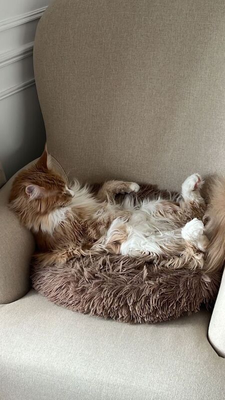 Maine coon & Ragamuffin for sale - Image 2 of 5