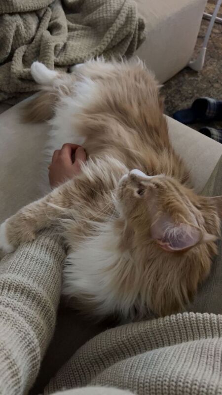 Maine coon & Ragamuffin for sale - Image 3 of 5