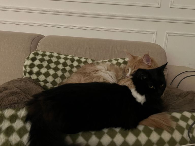 Maine coon & Ragamuffin for sale - Image 4 of 5