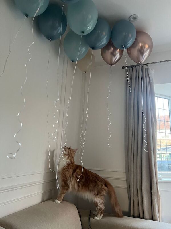 Maine coon & Ragamuffin for sale - Image 5 of 5