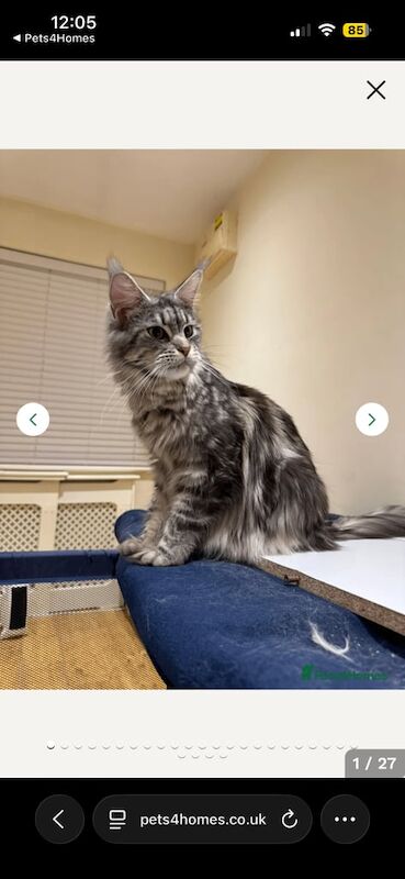 Maine Coon kittens for sale in Hemel Hempstead, Hertfordshire – 3 months old - Image 2 of 4