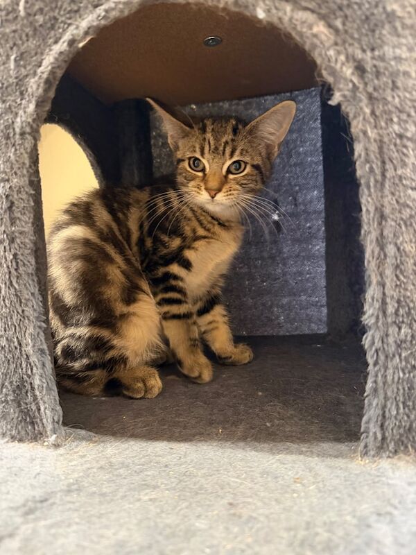 Maine Coon kittens for sale in Hemel Hempstead, Hertfordshire – 3 months old - Image 4 of 4