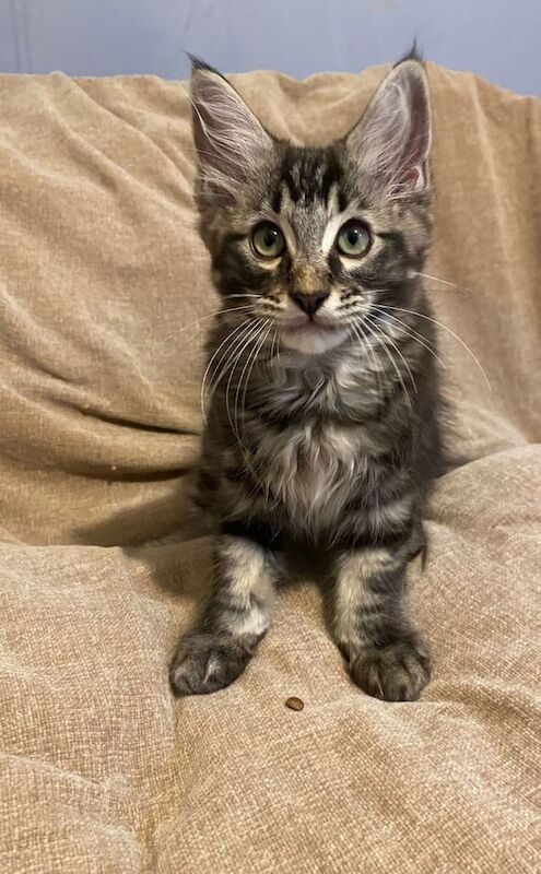 Maine Coon kittens for sale in Lichfield, Staffordshire – 11 weeks old