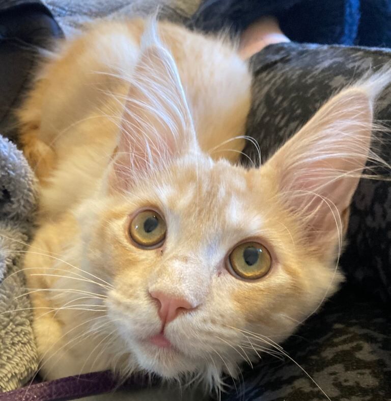 Maine coon Red Smoke Kitten, TICA Registered, spayed & chipped