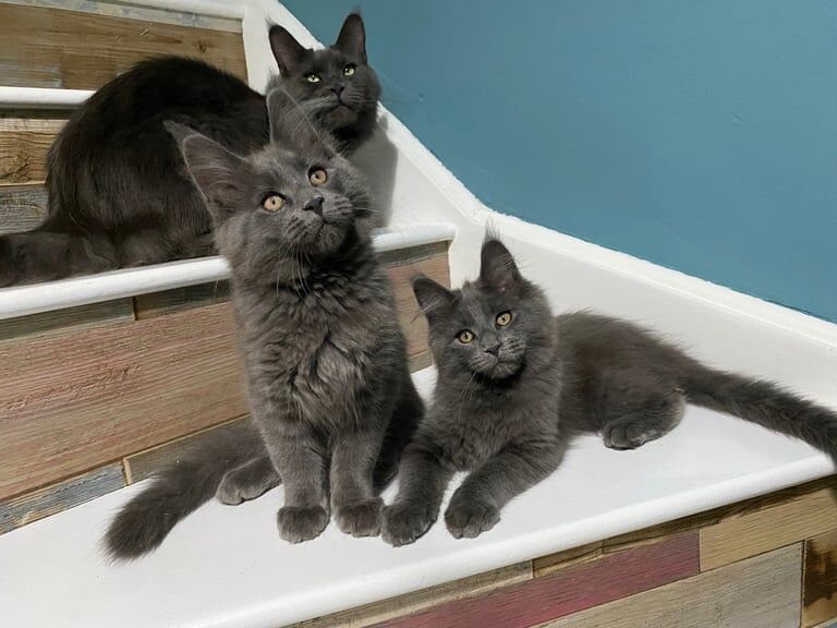 Maine Coon Smoke Blue Kittens TICA Registered for sale in Warwick, Warwickshire