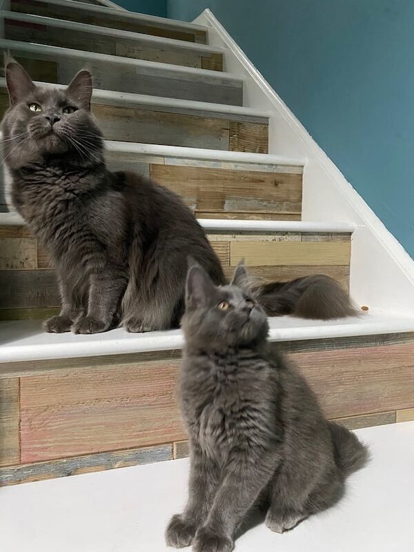 Maine Coon Smoke Blue Kittens TICA Registered for sale in Warwick, Warwickshire | Image 2