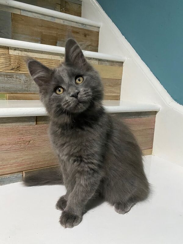 Maine Coon Smoke Blue Kittens TICA Registered for sale in Warwick, Warwickshire | Image 3