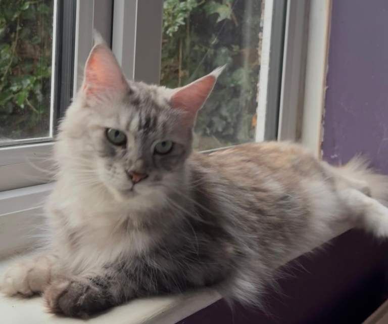 Maine Coon kittens for sale in Richmond, London – 2 years old - Image 3 of 4