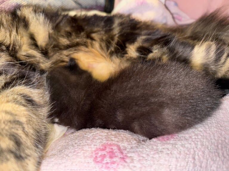 Maine coon / tabby kittens for sale in Dorchester, Dorset
