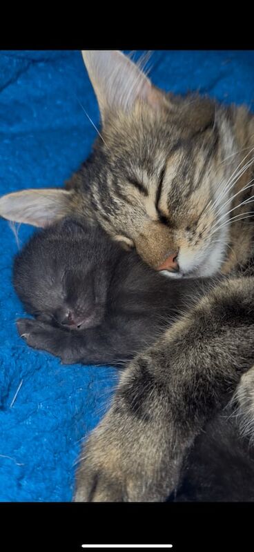 Maine coon / tabby kittens for sale in Dorchester, Dorset - Image 2