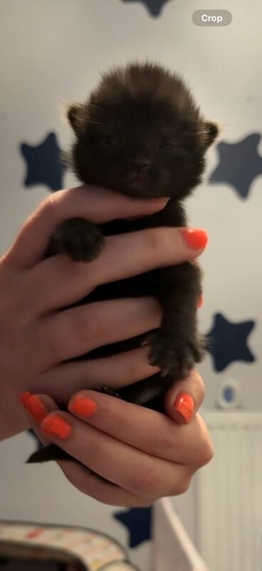 Maine coon / tabby kittens for sale in Dorchester, Dorset | Image 3