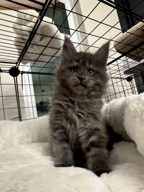 Maine Coon kittens for sale in Newark, Cambridgeshire – 8 weeks old