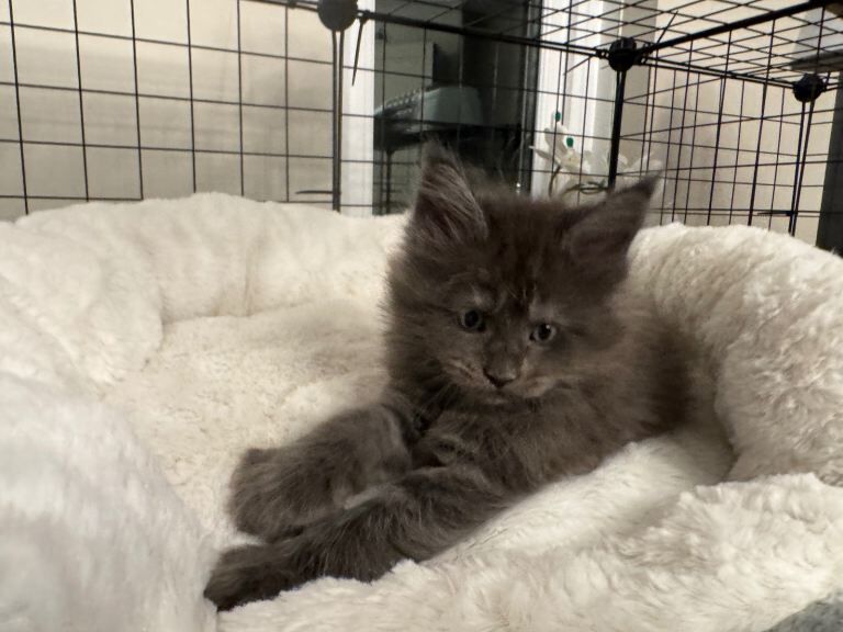 Maine Coon kittens for sale in Newark, Cambridgeshire – 9 weeks old - Image 2 of 3