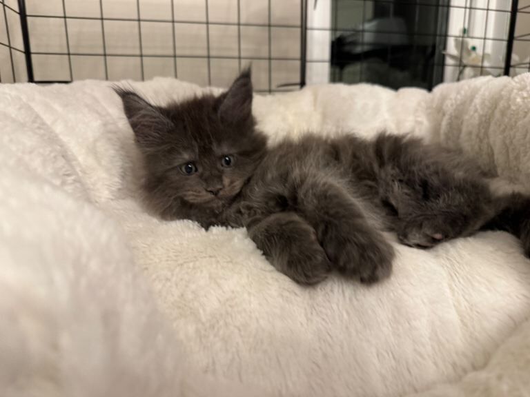 Maine Coon kittens for sale in Newark, Cambridgeshire – 9 weeks old - Image 3 of 3