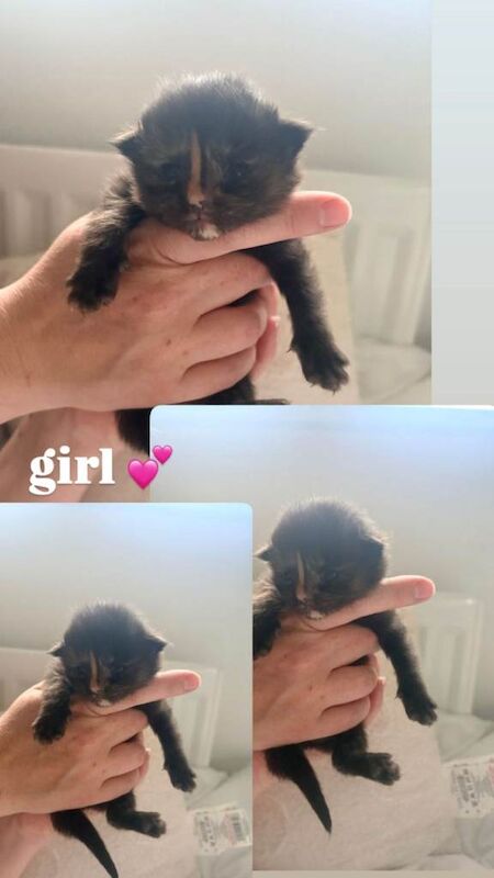 Maine Coon Kittens For Sale