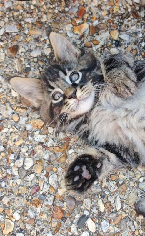 Maine Coon x