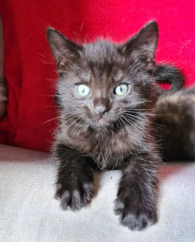 Maine coon x Bengal