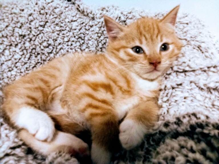 Maine Coon kittens for sale in Keynsham, Somerset – 8 weeks old