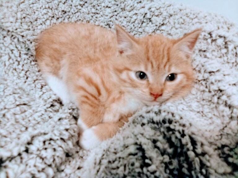 Maine Coon kittens for sale in Keynsham, Somerset – 8 weeks old - Image 2 of 5