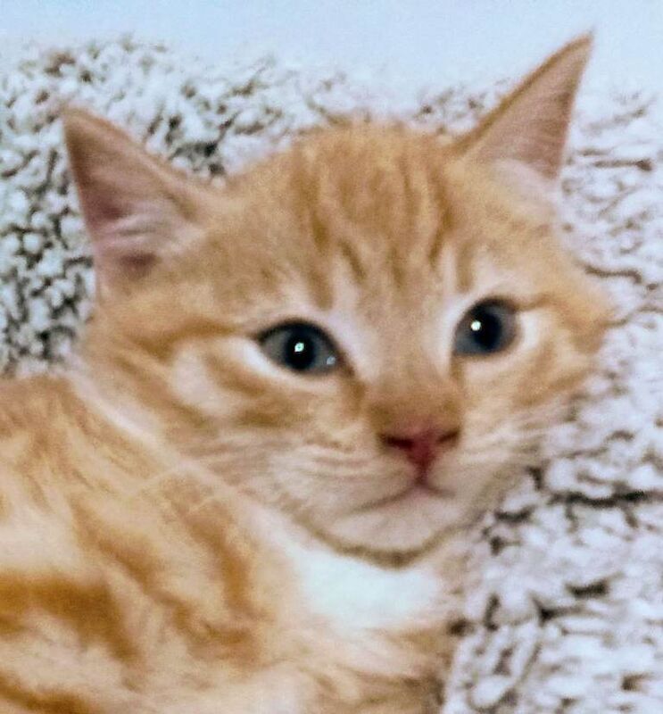 Maine Coon kittens for sale in Keynsham, Somerset – 8 weeks old - Image 3 of 5