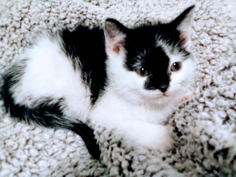 Maine Coon kittens for sale in Keynsham, Somerset – 8 weeks old - Image 4 of 5