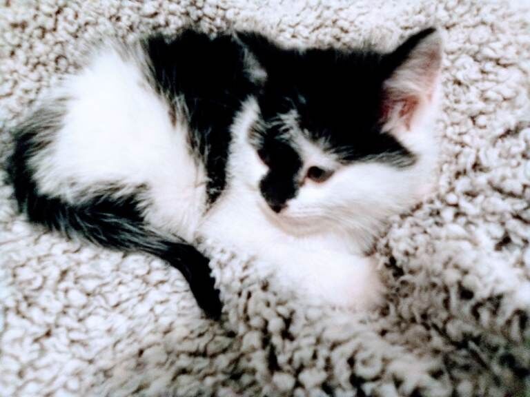 Maine Coon kittens for sale in Keynsham, Somerset – 8 weeks old - Image 5 of 5