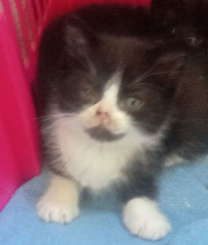 Maine Coon kittens for sale in Keynsham, Somerset – 9 weeks old