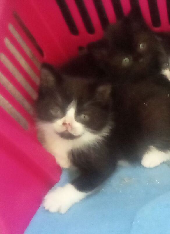 Maine Coon kittens for sale in Keynsham, Somerset – 9 weeks old - Image 2 of 3