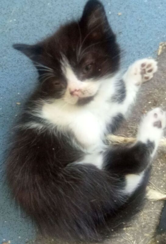 Maine Coon kittens for sale in Keynsham, Somerset – 9 weeks old - Image 3 of 3