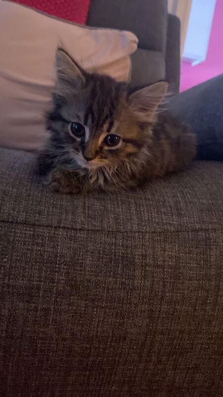 Maine Coon kittens for sale in Tamworth, Staffordshire – 7 months old - Image 2 of 3
