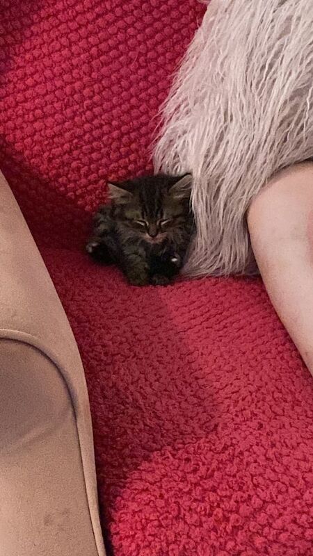 Maine Coon kittens for sale in Tamworth, Staffordshire – 7 months old - Image 3 of 3