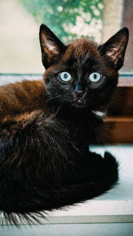 Maine Coon Kittens For Sale Under £300