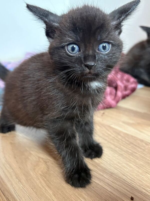 Maine Coon X Female Kitten - Image 4 of 5