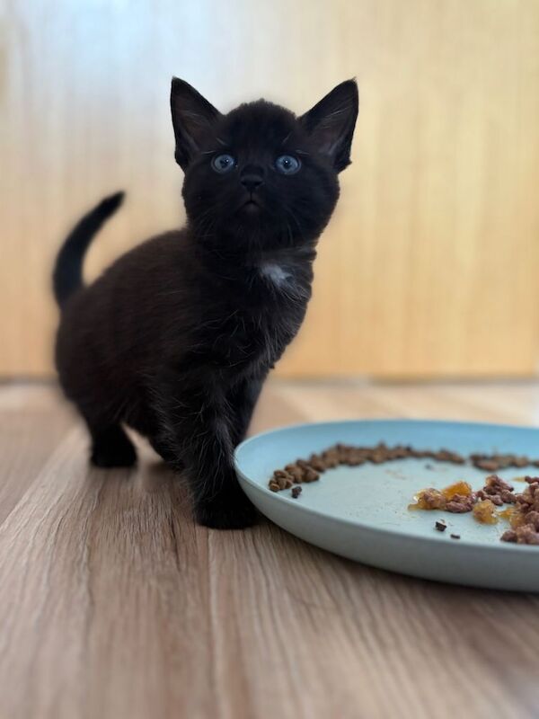 Maine Coon X Female Kitten - Image 5 of 5