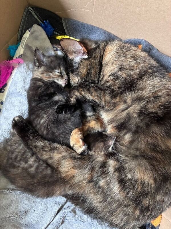 Maine coon x kitten (girl)