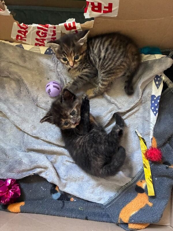 Maine coon x kitten (girl) - Image 2 of 4