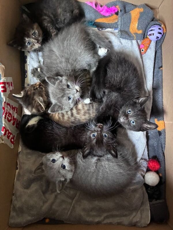 Maine coon x kitten (girl) - Image 3 of 4