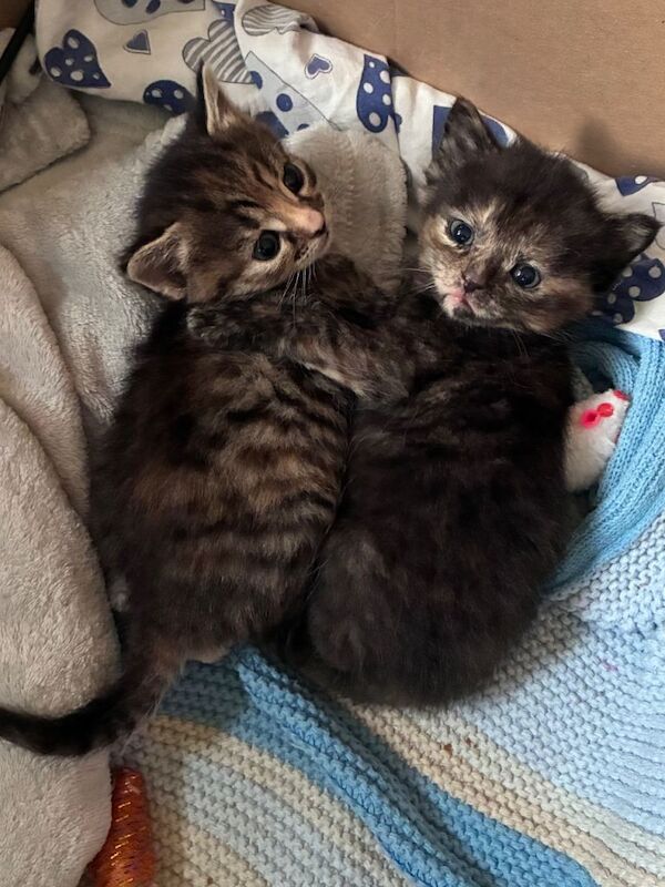 Maine coon x kitten (girl) - Image 4 of 4