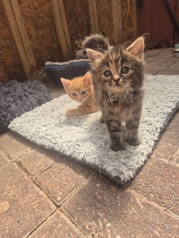 Maine coon x kittens for sale in Caerphilly / Caerffili, Gwent | Image 2