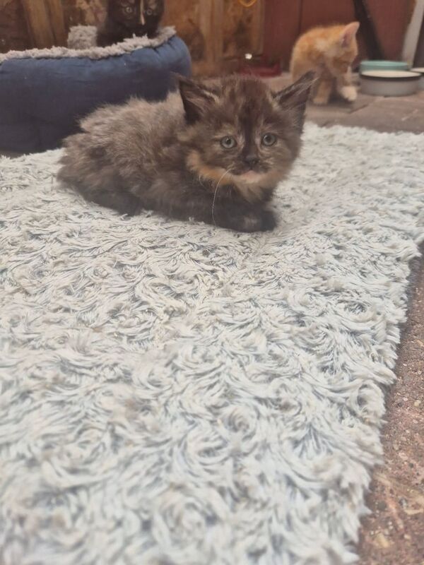 Maine coon x kittens for sale in Caerphilly / Caerffili, Gwent | Image 3