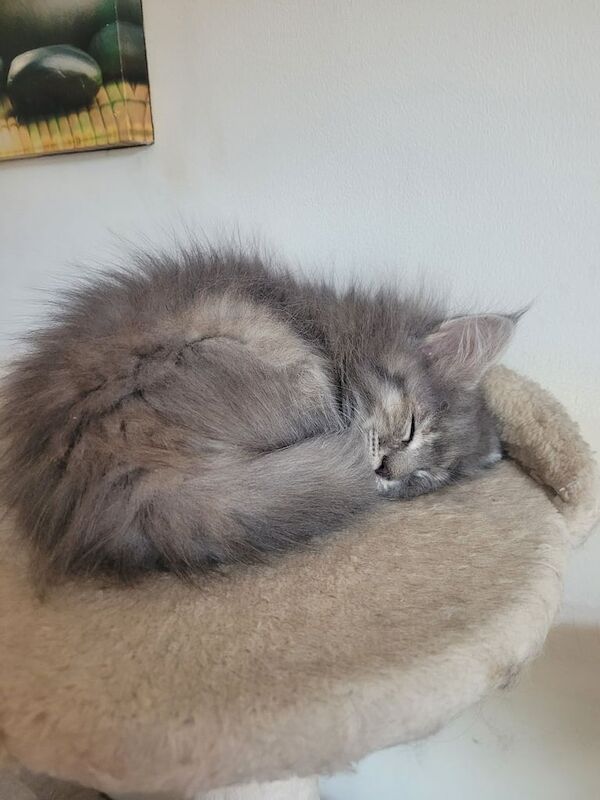 Maine coon x kittens for sale in Grimsby, Lincolnshire