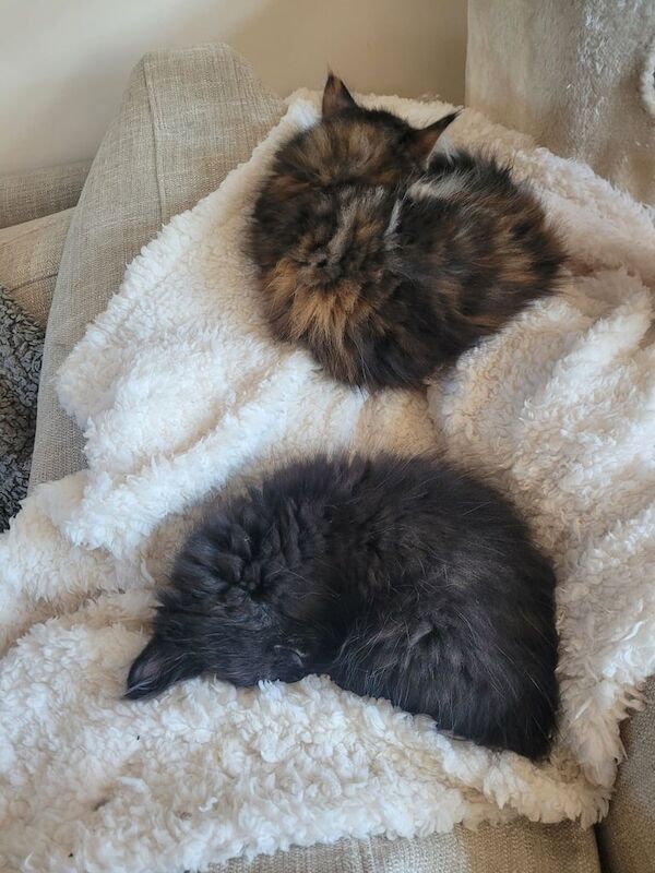 Maine coon x kittens for sale in Grimsby, Lincolnshire | Image 2