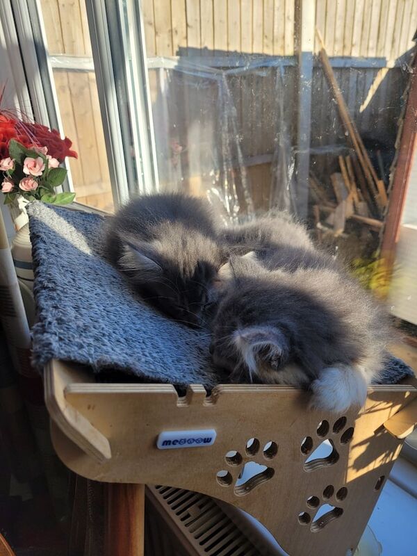 Maine coon x kittens for sale in Grimsby, Lincolnshire | Image 3