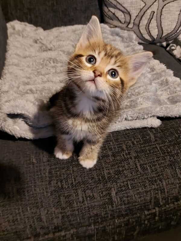 Maine Coon kittens for sale in Loanhead, Midlothian – 5 weeks old