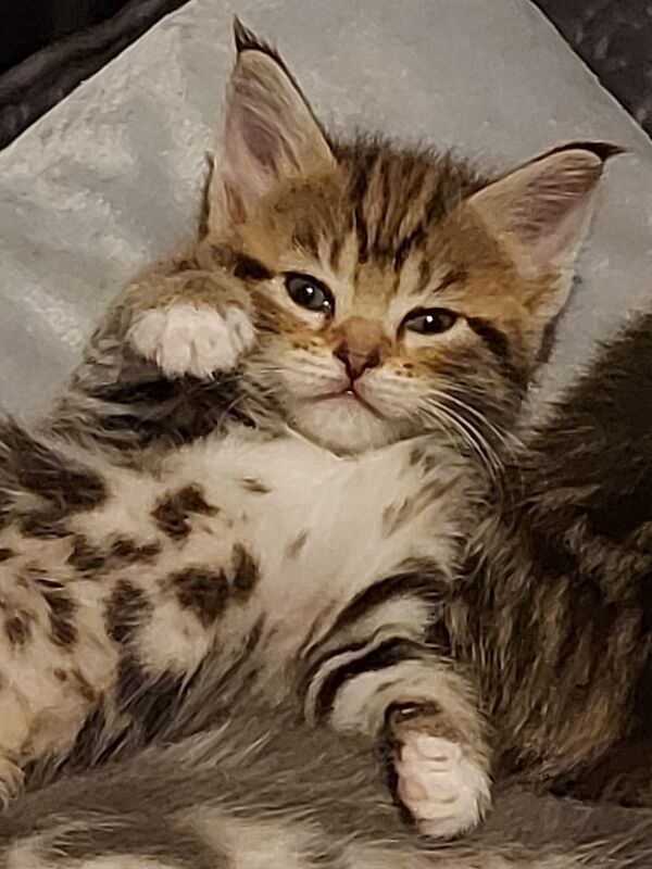 Maine Coon kittens for sale in Loanhead, Midlothian – 5 weeks old - Image 2 of 3
