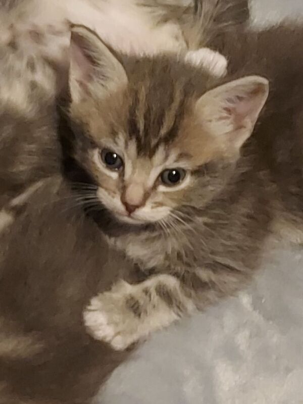 Maine Coon kittens for sale in Loanhead, Midlothian – 5 weeks old - Image 3 of 3