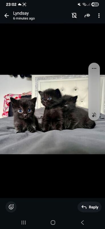 Maine Coon kittens for sale in Paisley, Renfrewshire – 5 weeks old