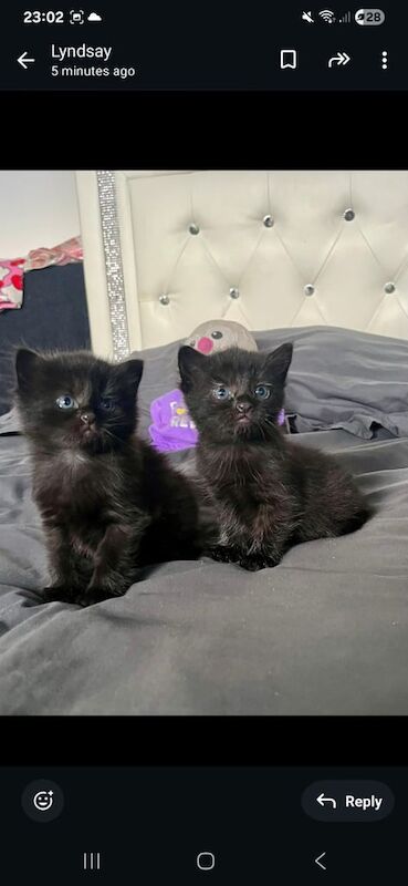 Maine Coon kittens for sale in Paisley, Renfrewshire – 5 weeks old - Image 2 of 3